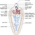 Structure of reproductive system of Sheep liver fluke Fasciola hepatica Royalty Free Stock Photo